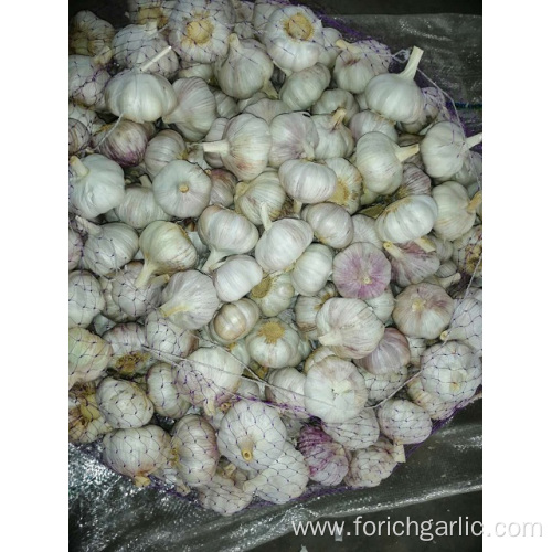 New Season Normal Fresh Garlic 2019